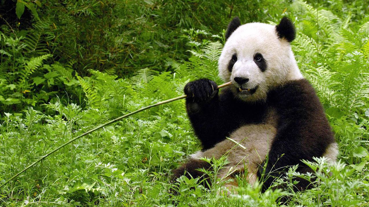 绝顶卡盟,免费自助下单平台